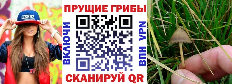 цены наркотик  маркетплейс состав  ссылка на мегу рабочий сайт  Псилоцибиновые грибы MAGIC MUSHROOMS  Егорьевск 